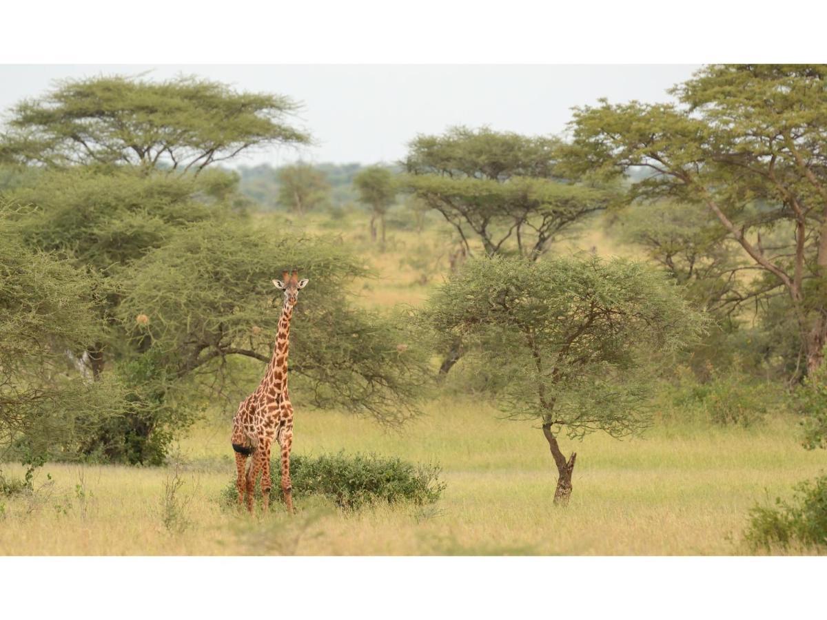 Ikoma Bush Camp Robanda Luaran gambar